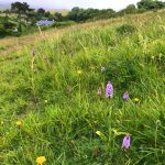 Bindon Hill Orchids