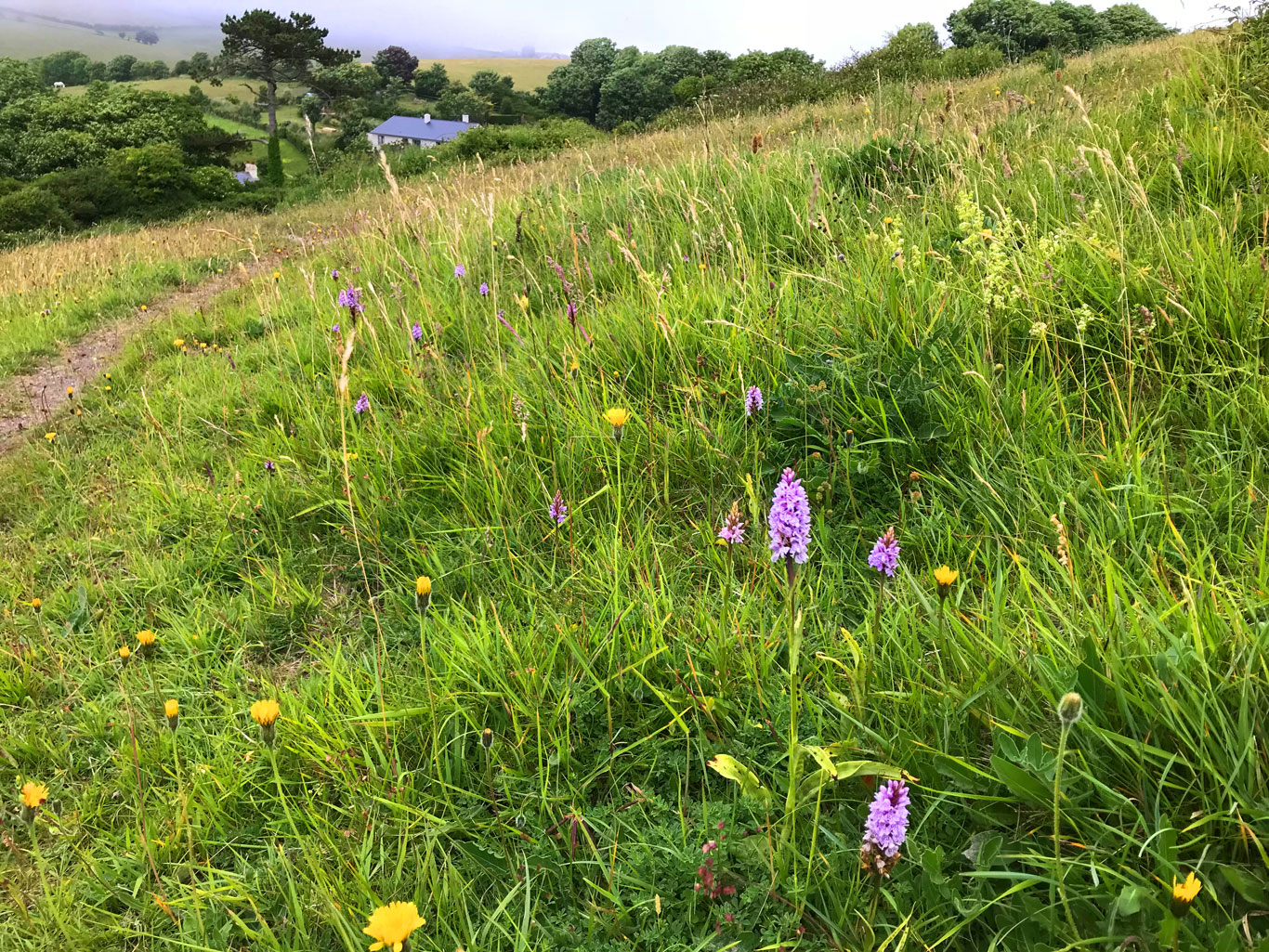 Bindon Hill Orchids