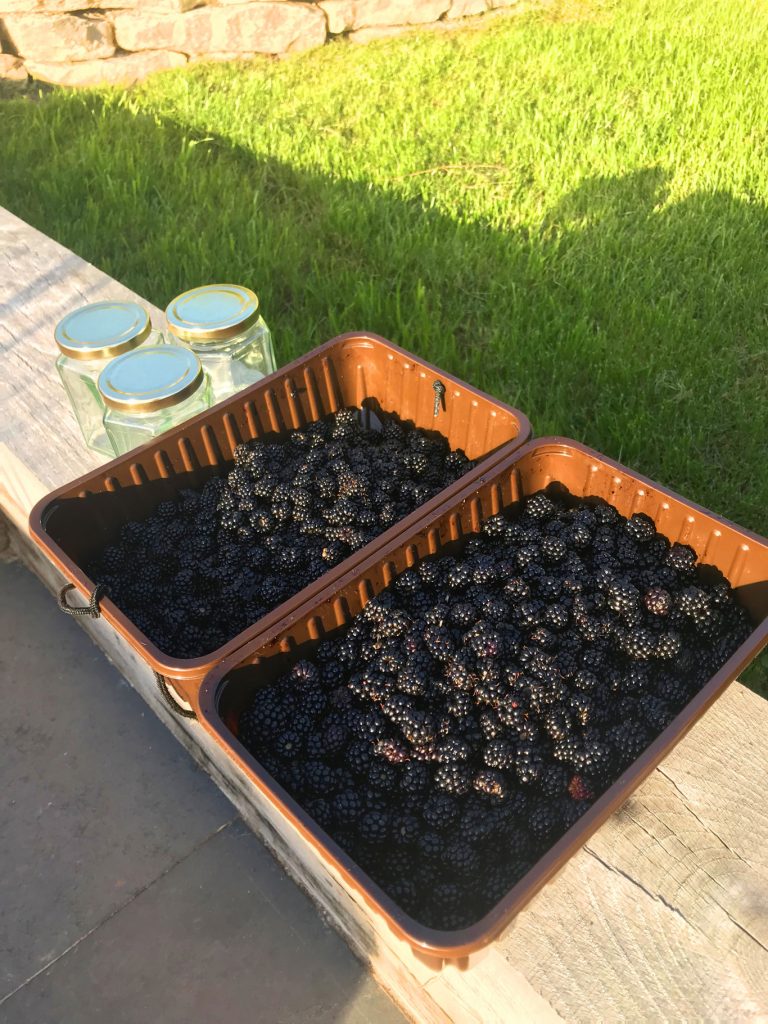 Blackberry Harvest