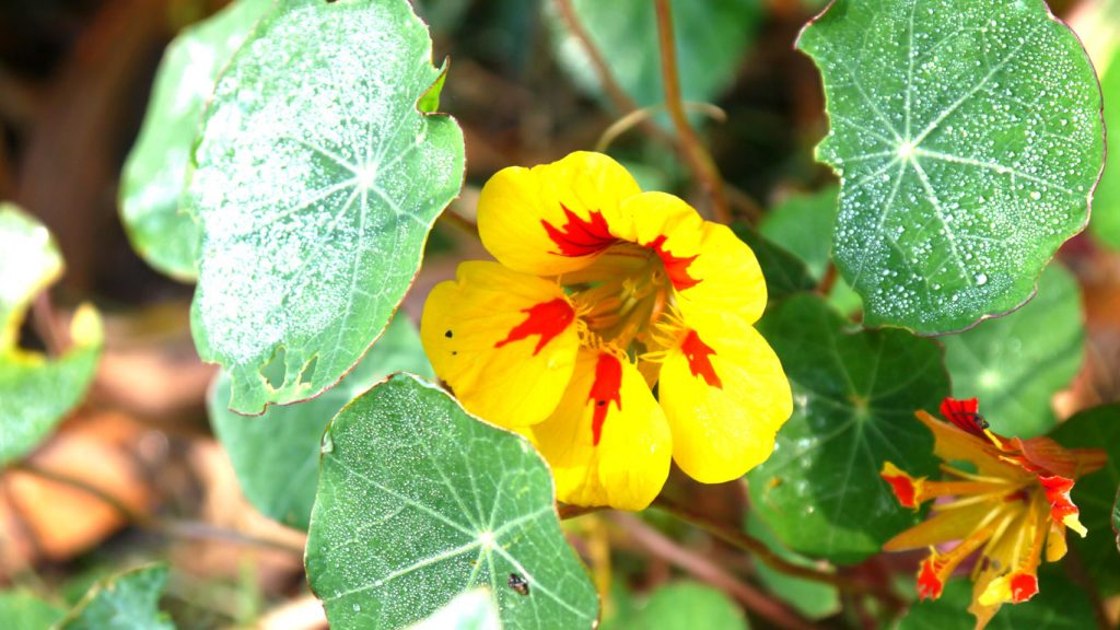 Nasturtium